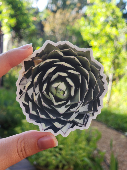 Agave Cactus Sticker