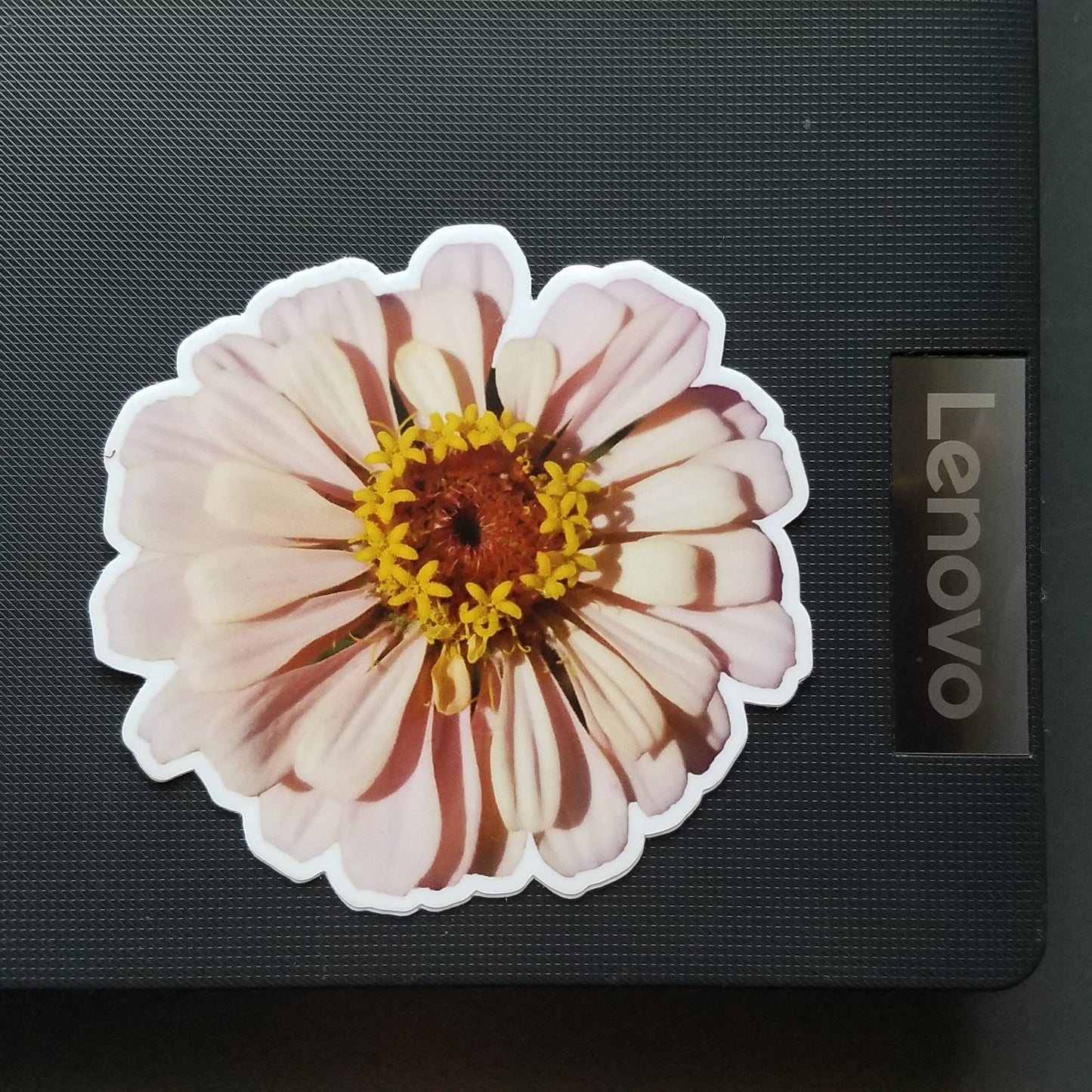 Pink Zinnia Flower Sticker