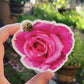 Hot Pink Rose Sticker