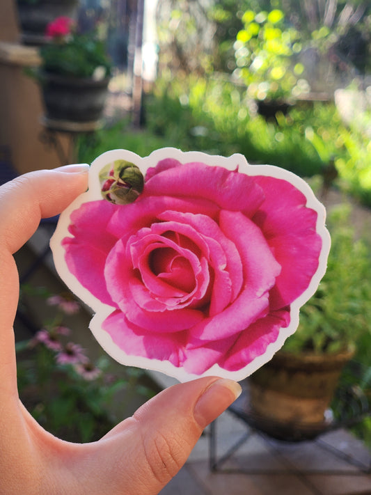 Hot Pink Rose Sticker