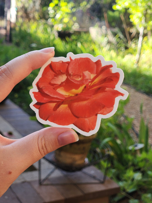 Coral Orange Rose Sticker