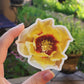 Prickly Pear Cactus Flower Sticker