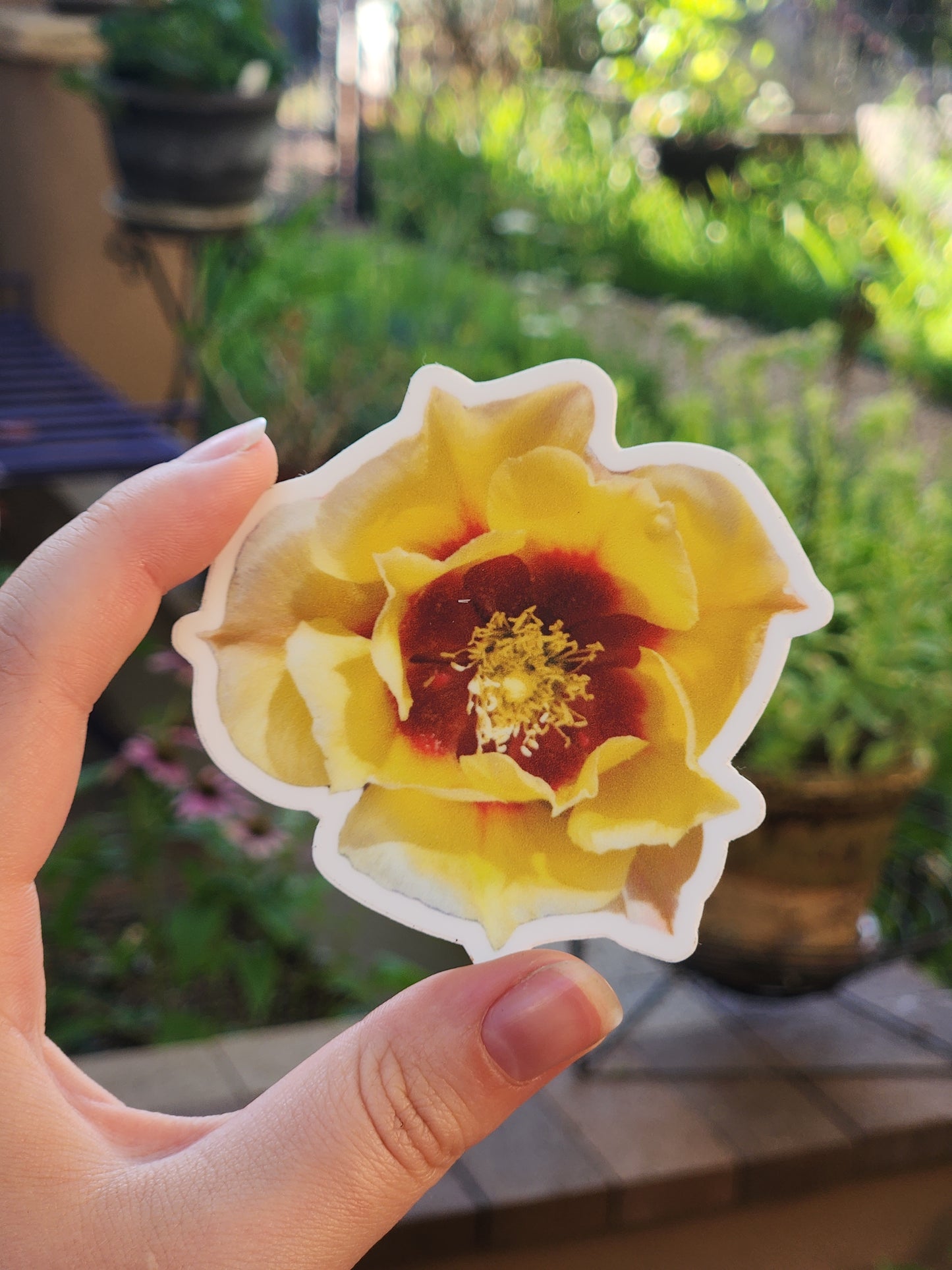 Prickly Pear Cactus Flower Sticker