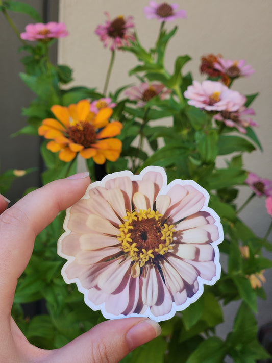 Pink Zinnia Flower Sticker