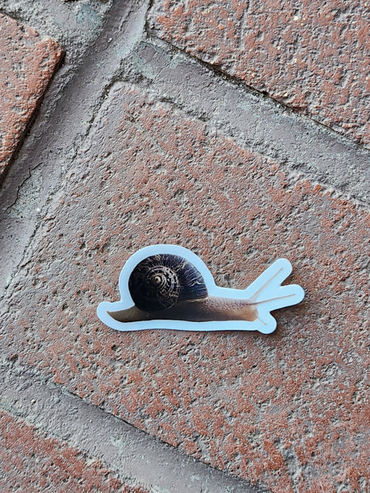 Snail Sticker